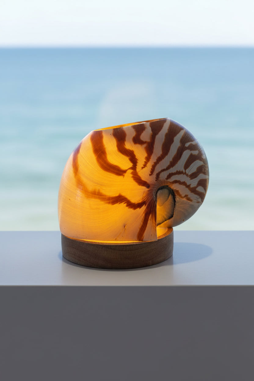 Chambered Tiger Nautilume | Pearl Sliced Medium