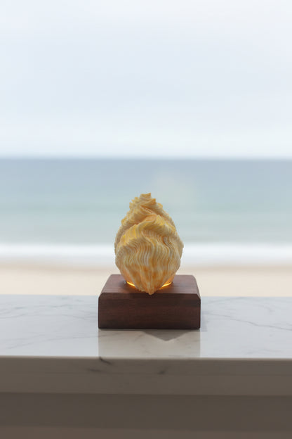 Clam Swirl