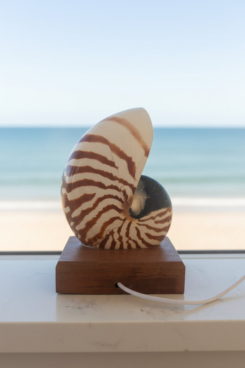 Small Nautilume | Square Hardwood Base