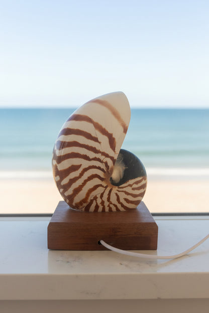 Small Nautilume | Square Hardwood Base