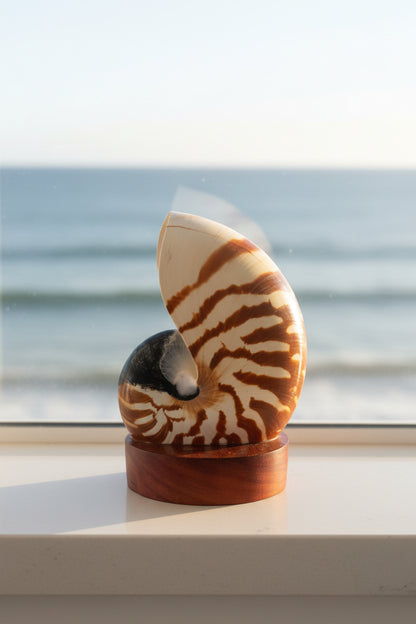 Small Nautilume | Round Hardwood Base