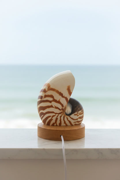 Small Nautilume | Round Lightwood Base