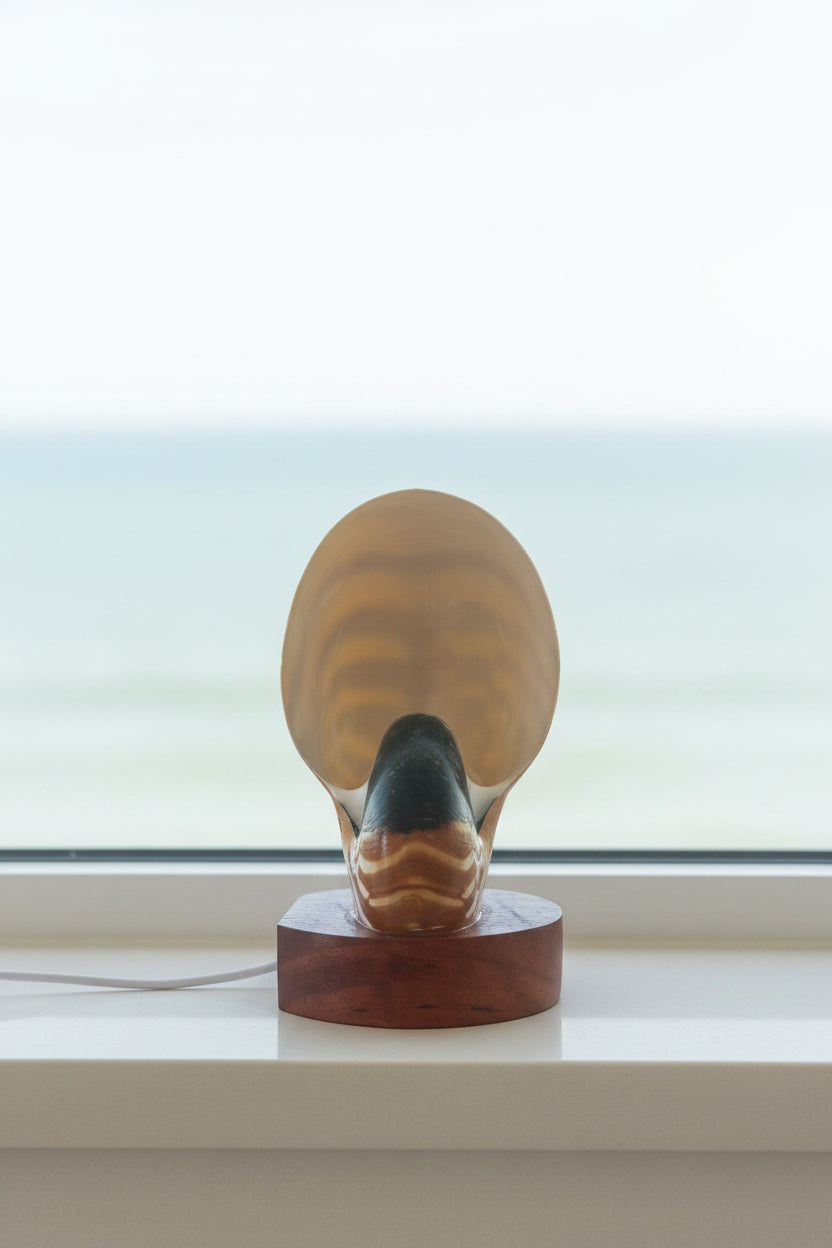 Small Nautilume | Round Hardwood Base