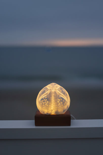 Sand Dollar Glow