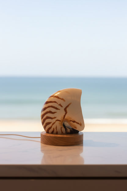 Half Striped Nautilume