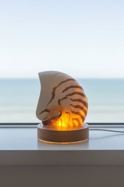 Half Striped Nautilume
