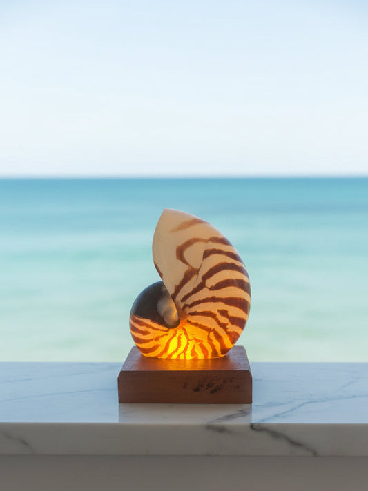 Small Nautilume | Square Hardwood Base