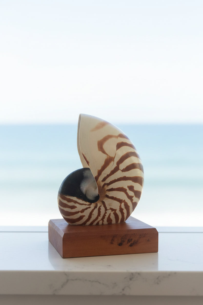 Small Nautilume | Square Hardwood Base