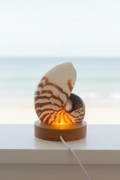 Small Nautilume | Round Lightwood Base