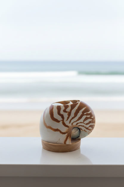 Chambered Tiger Nautilume | Pearl Sliced Medium