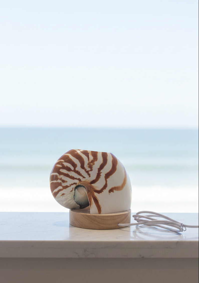 Chambered Tiger Nautilume | Pearl Sliced Medium