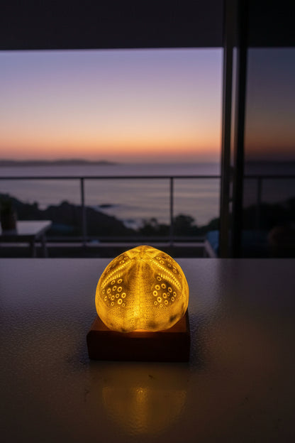 Sand Dollar Glow